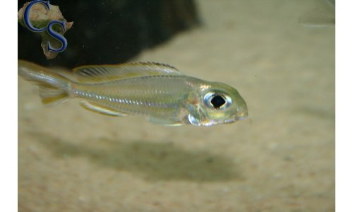 Xenotilapia ornatipinnis burundi